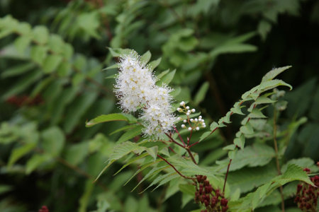 Flowering branch of a mountain ash (Sambucus nigra)の写真素材
