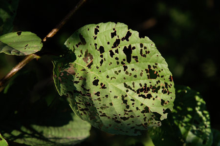 Leaf eaten by pests in the garden, closeupの写真素材