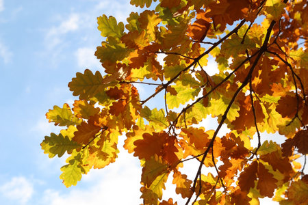 Autumn oak leaves against the blue sky, closeup of photoの写真素材