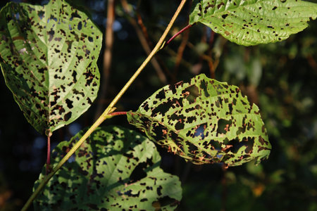 closeup of alder leaf eaten by pests