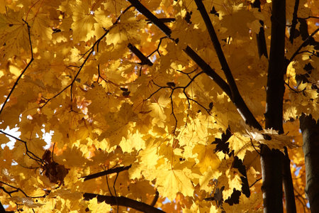 Yellow maple leaves on a tree in the autumn forest. autumn background