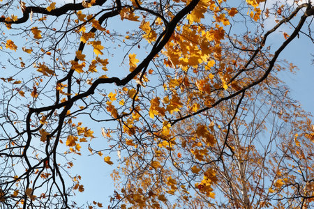 Maple branches with yellow leaves against the blue sky in autumn.の写真素材