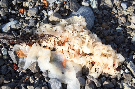 Plastic waste on the seashore. Close-up.の写真素材