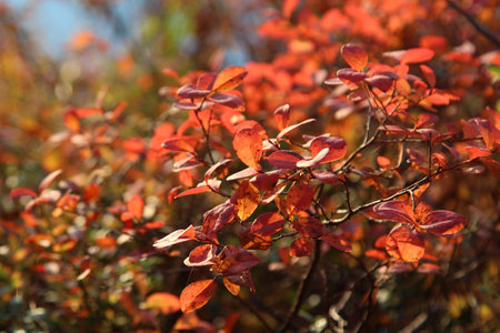 Autumn leaves in the park, close-up. nature background