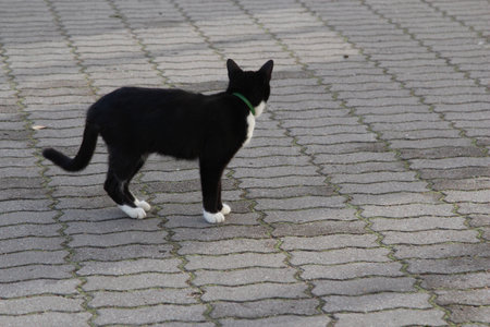 Black and white cat walking on a cobblestone street in the cityの写真素材