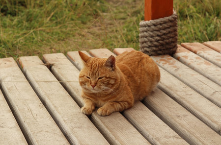 Cute ginger cat on the wooden floor in the park.の写真素材