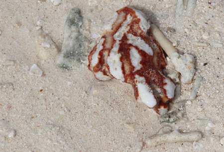 Coral on the beach with sand background, closeup