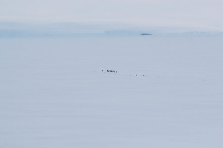 Antarctic landscape with icebergs and pengiunsの写真素材