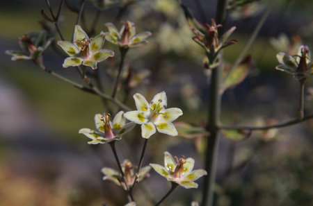 Close-up of the small yellow flowers of Australian kangaroo bushの写真素材