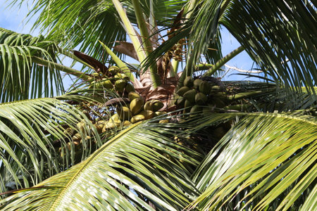 Coconut palm tree with coconuts in the garden.