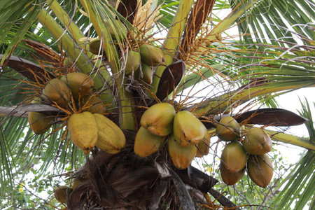 Coconut tree with ripe coconuts in the garden.