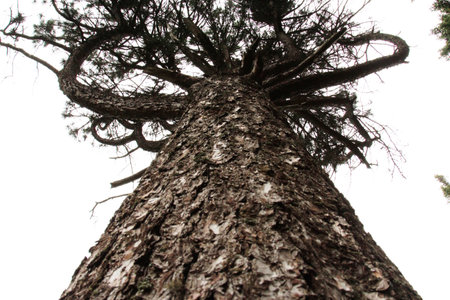 A big pine tree in the forest, close-up view of the trunk