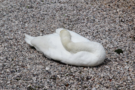 White swan on the pebble beachの写真素材