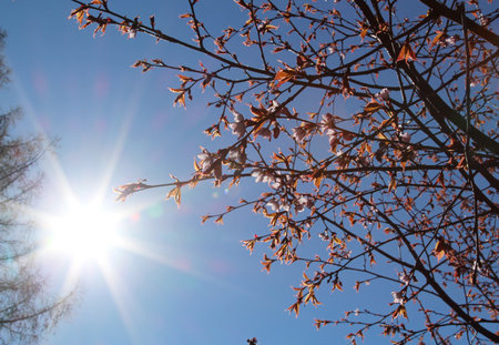 Beautiful blooming tree branches against the blue sky with sun raysの写真素材