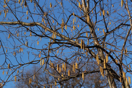 Alder catkins on the branches of a tree against the blue sky