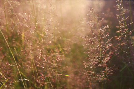 Beautiful grass in the meadow at sunset. selective focus.