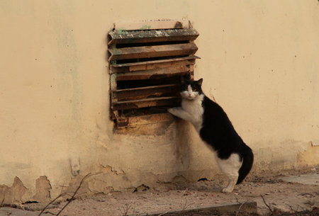 A black and white cat is standing in front of a wall.の写真素材