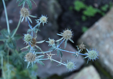 Dry prickly thistles on a rock in the gardenの写真素材