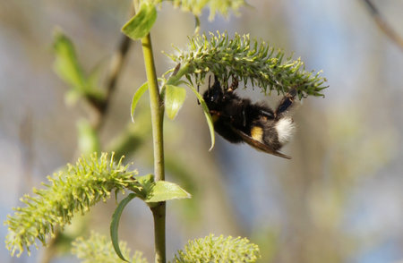 Bumblebee on a willow blossomの写真素材