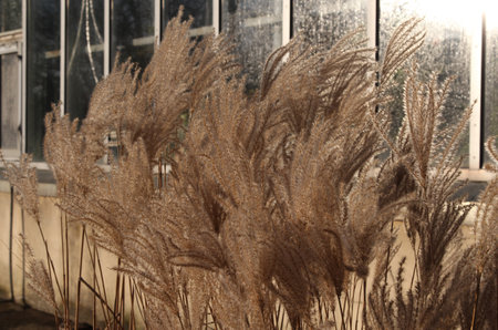 Pampas grass in front of a glass wall with reflections.の写真素材