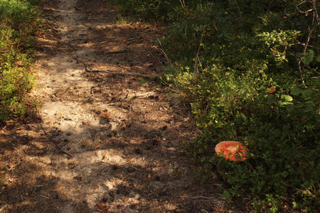 Trail in the forest on a sunny day with big red mushroom on a sideの写真素材