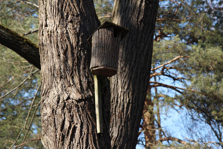 Wooden birdhouse on a tree in the forest.