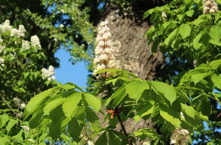 Blossoming chestnut tree (Aesculus hippocastanum)の写真素材