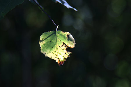 Autumnal leaf with holes on a tree in the forest, close-upの写真素材
