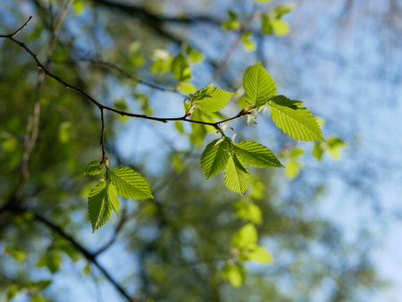 leaves green on a branch in the spring forest, shallow depth of field