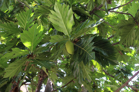 Green leaves and fruits of the bread tree in the garden