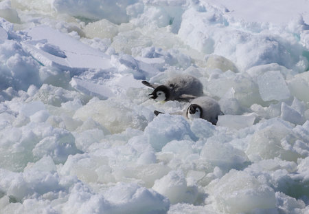two fluffy penguin chicks on ice floe in Antarcticaの写真素材