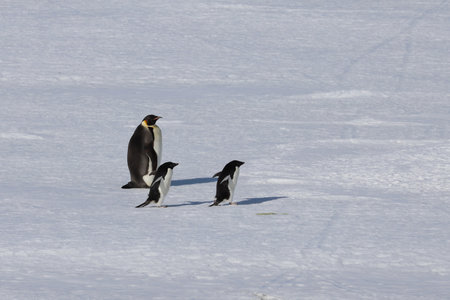 a big fat penguin and two small fussy adÃ©lie penguins on the ice in Antarcticaの写真素材