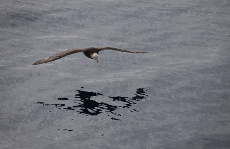 big bird giant petrel flies over the water of the Southern Ocean