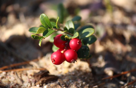 Ripe red lingonberries in the forest. Shallow depth of field.の写真素材