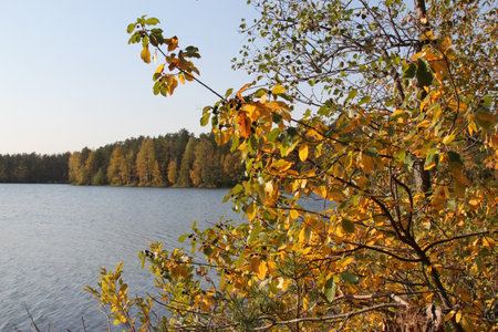 Autumn landscape of lake and forest on a background of blue skyの写真素材