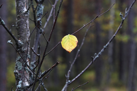 Autumnal yellow leaf on a branch of a tree in the forest