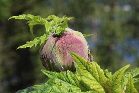 fresh green blooming angelica plant