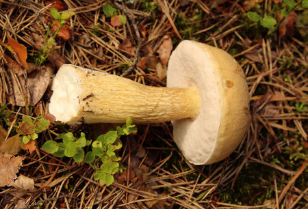 Mushroom Tylopilus felleus on the ground in the forest, close-up. inedible false boletus mushroom