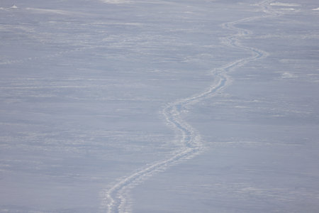 airplane track on the snow in winter, closeup of photo