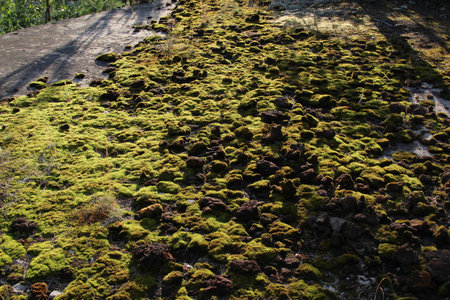 Green moss on the ground in the forestの写真素材
