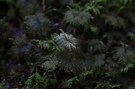 Ferns and moss in the forest, close-up.