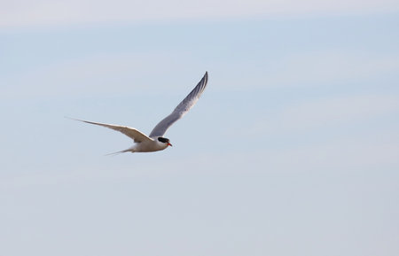 Flying Common Tern (Chlidonias hirundo)