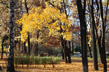 Autumn landscape in the park with yellow leaves on the trees.