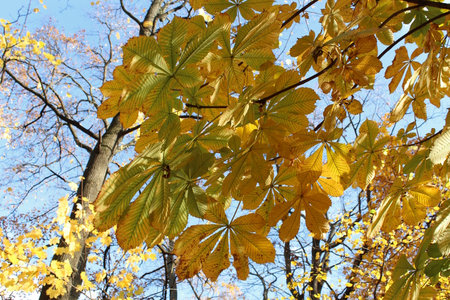 Autumn leaves of chestnut tree on a background of blue skyの写真素材