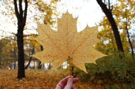 Maple leaf in hand on blurred background of autumn park. autumn concept.