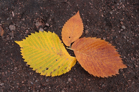 Three autumn leaves on the ground. autumn background. top view.
