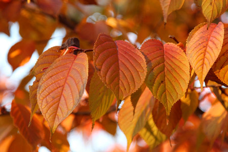 Autumn leaves on the branches of a tree in the park.の写真素材