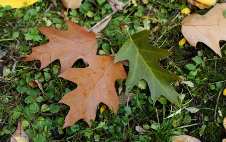 Fallen leaves on the ground in the forest. Close-up.