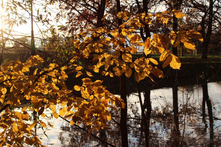 Autumn landscape with yellow leaves on the background of the river and treesの写真素材