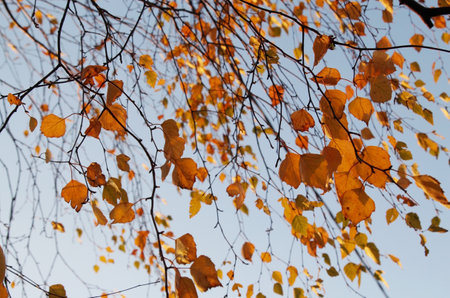Yellow leaves on the branches of a birch against the blue sky